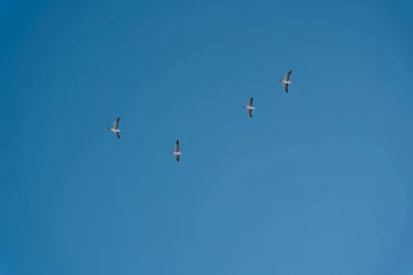 A beautiful view of a group of birds soaring high in the clear blue sky on a sunny day