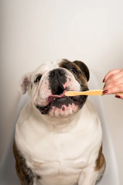 A closeup of a female cleaning dog\'s teeth with a toothbrush