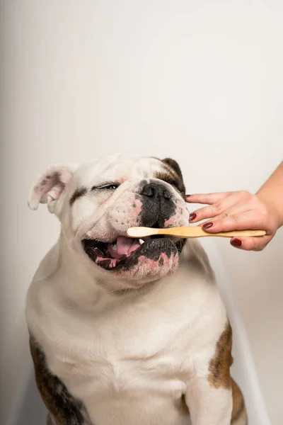 A closeup of a female cleaning dog's teeth with a toothbrush