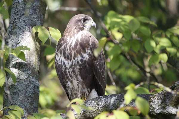 A common buzzard perched on a twig of the tree