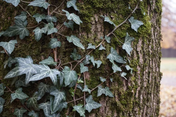 Крупный План Темно Зеленых Листьев Common Ivy Спирали Hedera Лесу — стоковое фото