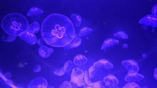 Medusozoas Trasparente Con Diverse Dimensioni Nuotare Acqua Sporca — Video Stock