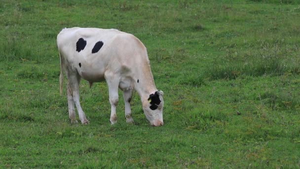 White Calf Black Spots Grazing Green Pasture — Stockvideo