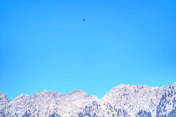 Fågel Som Flyger Över Italienska Alperna — Stockfoto