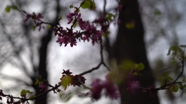 Bellissimi Fiori Rosa Sfondo — Video Stock