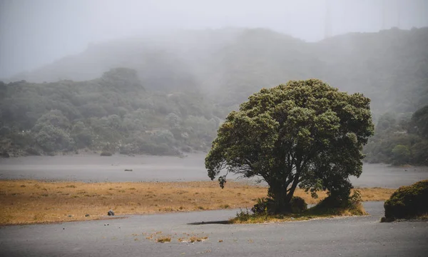 Árbol Aislado Junto Volcán Irazu Costa Rica —  Fotos de Stock