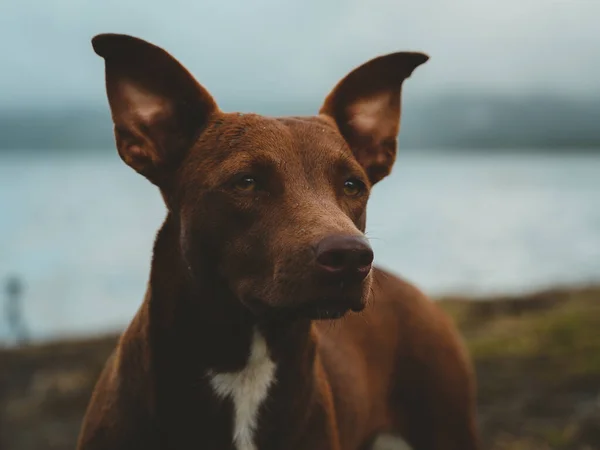 A selective focus shot of the portrait of a pharaoh hound