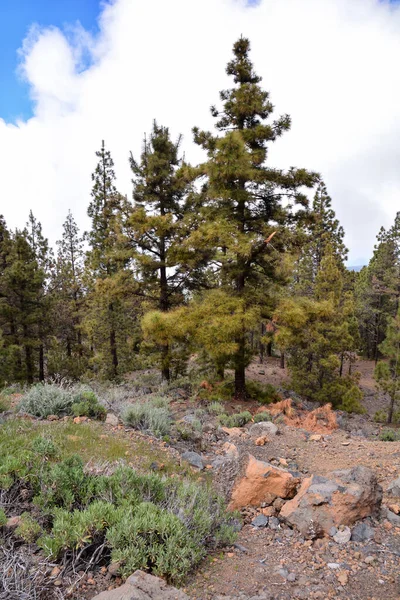 Vertikal Bild Tallar Teide Bergen Teneriffa Kanarieöarna Spanien — Stockfoto