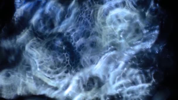 Абстрактные Неоновые Пузыри Жидкости — стоковое видео
