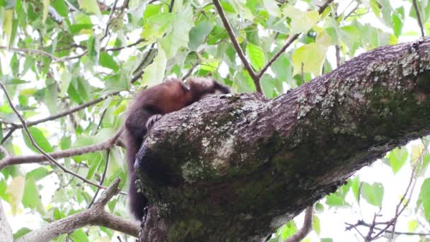 Capuchin Apa Kryper Ett Träd — Stockvideo