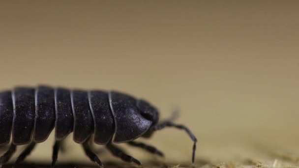 昆虫のマクロな見方 — ストック動画