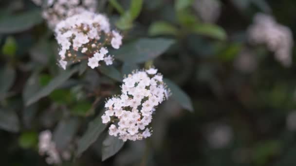 Beautiful Flowers Growing Forest — Stock Video