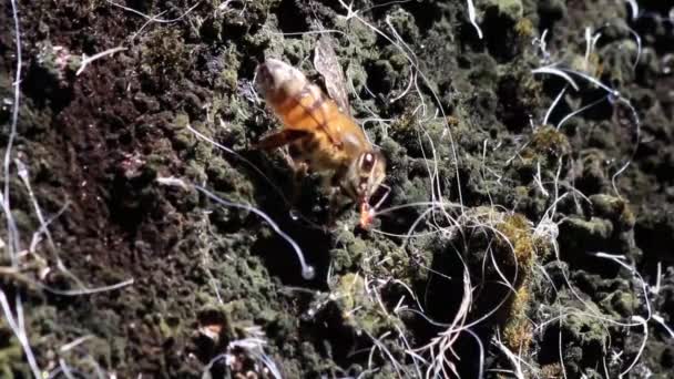 一只蜜蜂在Hd的Mimosa Scabrella树上采集花粉的特写镜头 — 图库视频影像