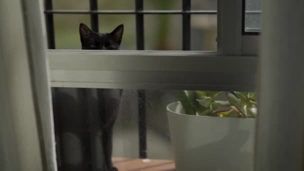 Een Close Van Een Zwarte Kat Het Balkon Achter Ruit — Stockvideo