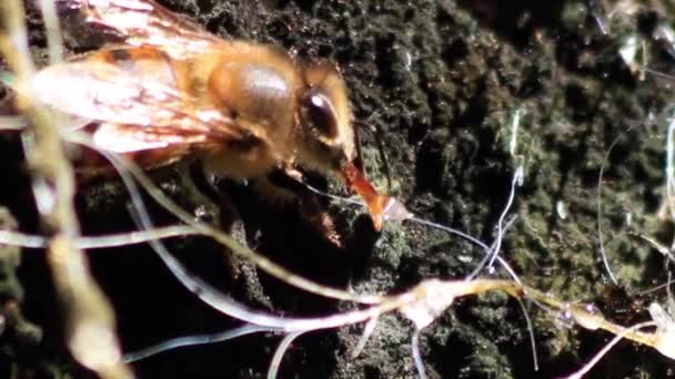 Closeup Shot Bee Collecting Pollen Mimosa Scabrella Tree — Stock Video