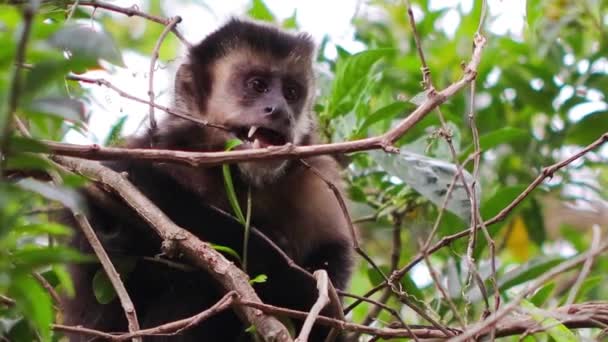 나무에 기어다니는 친원숭이 — 비디오