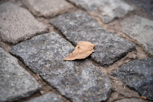 Ein Trockenes Herbstblatt Fällt Auf Das Kopfsteinpflaster — Stockfoto