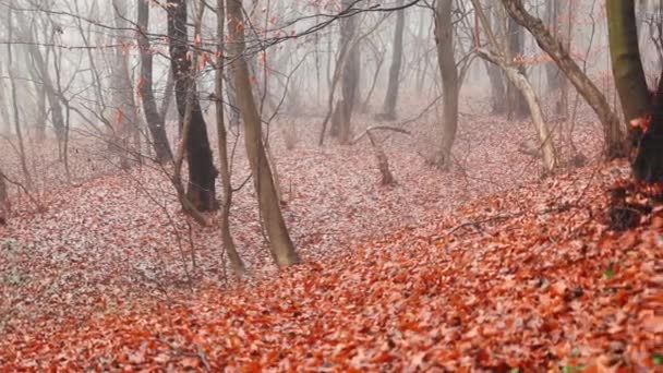 Foresta Autunnale Con Foglie Colorate Cadute Nella Nebbia Mattina — Video Stock