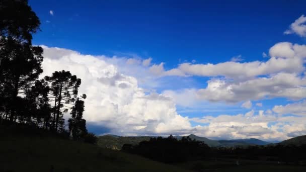 Bela Paisagem Com Uma Árvore Céu Azul — Vídeo de Stock