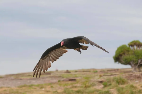 Grand Groupe Oiseaux Volant Dans Ciel — Photo