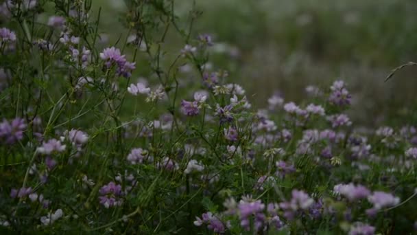Красивые Фиолетовые Цветы Саду — стоковое видео