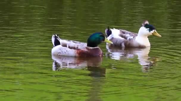 Ein Schöner Blick Auf Eine See Schwimmende Ente — Stockvideo