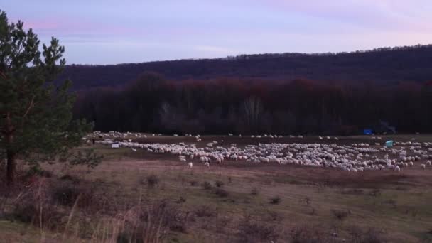 Rebanho Ovelhas Pastando Prado Cercado Por Florestas Campo Filmado — Vídeo de Stock