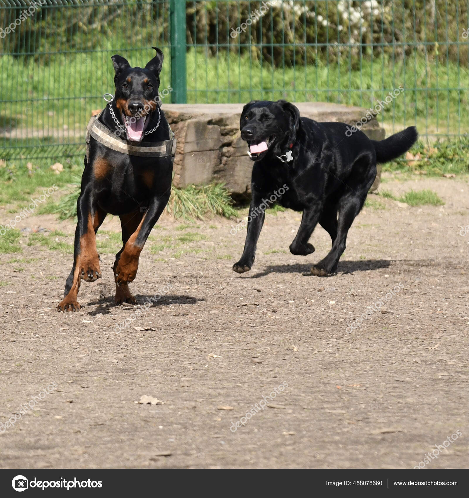 Rottweiler Labrador Doberman Rottweiler Mixed With Doberman Royal