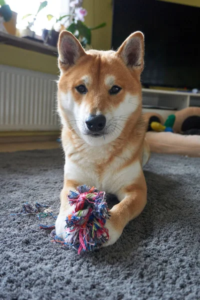 Pionowe Ujęcie Figlarnego Japońskiego Psa Shiba Inu Podłodze — Zdjęcie stockowe