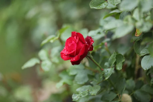 Enfoque Selectivo Una Rosa Roja Jardín — Foto de Stock