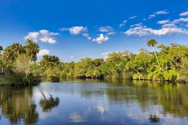 The Myakka River in late afternoon in Venice, Florida. clipart
