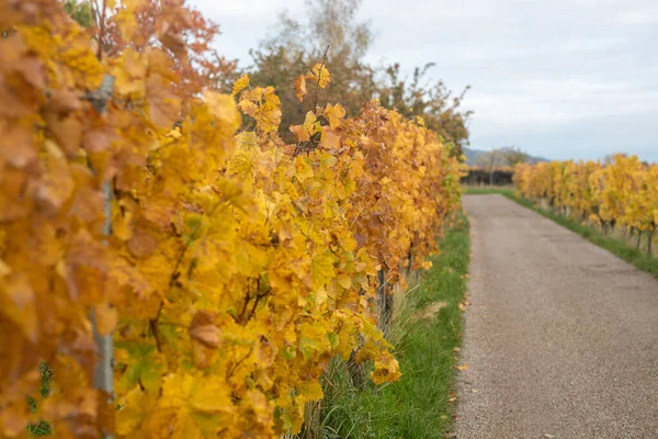 Een Selectieve Focus Shot Van Struiken Met Herfstbladeren Rond Weg — Stockfoto