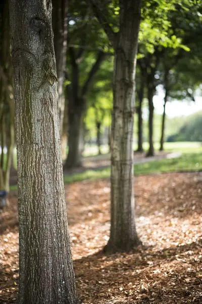 Egy Függőleges Lövés Növekvő Fák Parkban Napfény Alatt — Stock Fotó