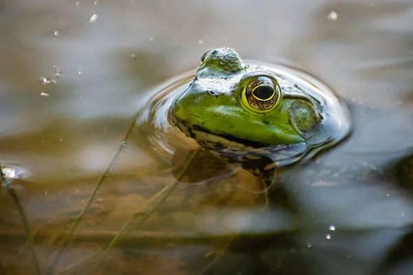 一只绿色青蛙的特写镜头 它的头在水面之上 — 图库照片