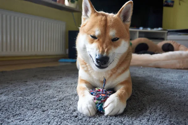 床で遊ぶ日本の柴犬 — ストック写真