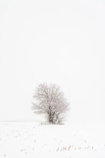 Вертикальный Снимок Снежного Поля Деревом — стоковое фото