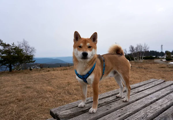 Japonská Shiba Inu Pes Venku — Stock fotografie