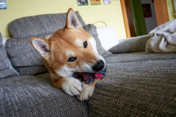 Japansk Shiba Inu Hund Som Leker Rummet — Stockfoto