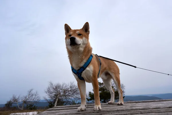 Japoński Shiba Inu Pies Zewnątrz — Zdjęcie stockowe