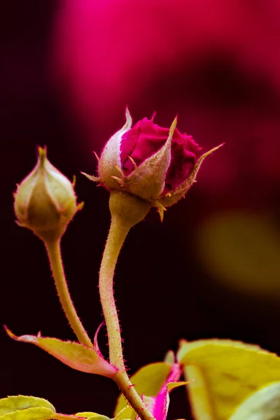 Red Roseb Dikey Çekimi — Stok fotoğraf