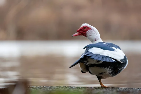 Tiro Seletivo Foco Uma Fêmea Pato Muscovy Que Anda Fora — Fotografia de Stock