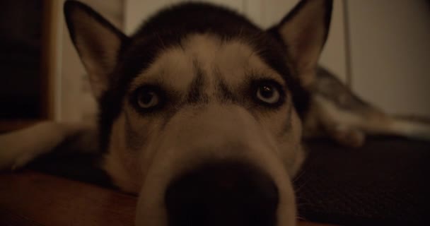Portrét Chraptivého Psa — Stock video