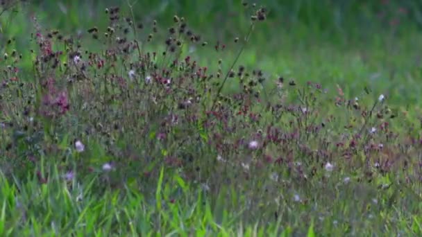 Prachtig Uitzicht Natuur Scene — Stockvideo