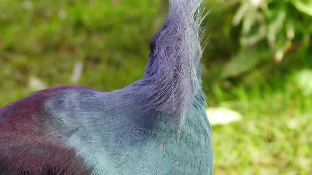 Primo Piano Uccello Dalla Coda Bianca — Video Stock