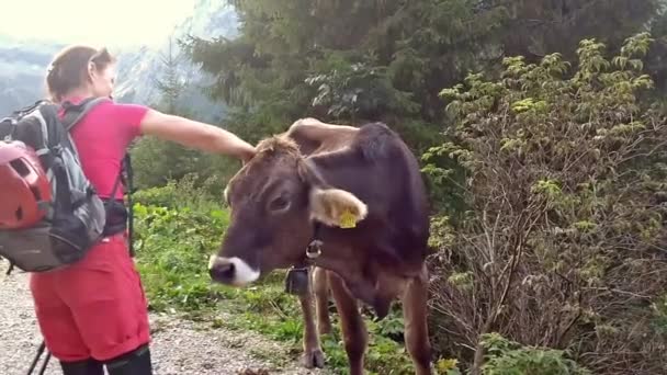 アルプスに信頼性の高い牛を激しく撫でる女性 甘い牛 — ストック動画