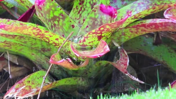 Closeup Εξωτικά Φυτά Στον Κήπο Πράσινο Γρασίδι — Αρχείο Βίντεο