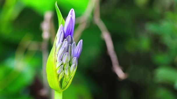 Hermosa Flor Púrpura Jardín — Vídeos de Stock