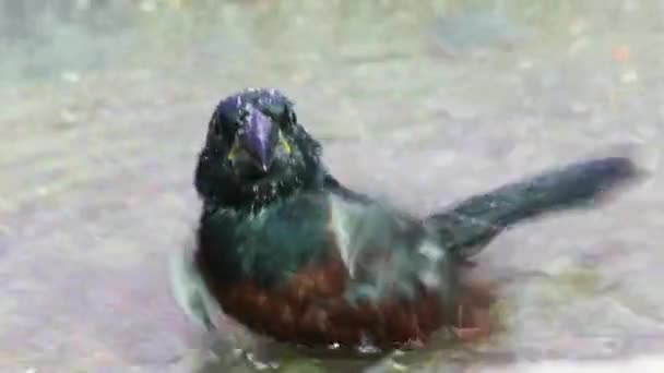 Schöne Aussicht Auf Den Vogel — Stockvideo