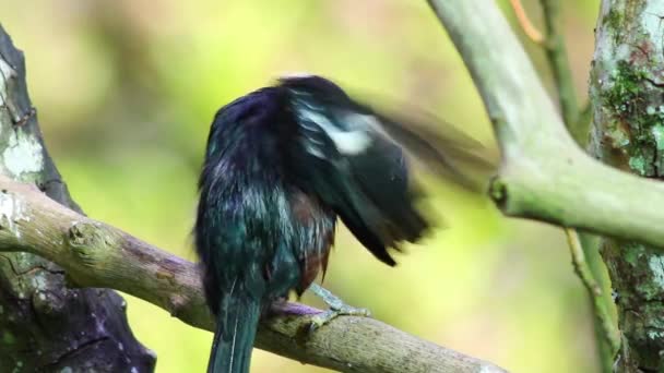 Schöne Aussicht Auf Den Vogel — Stockvideo