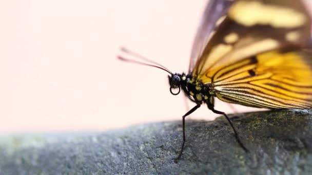 Primer Plano Hermosa Mariposa Blanca Jardín — Vídeo de stock